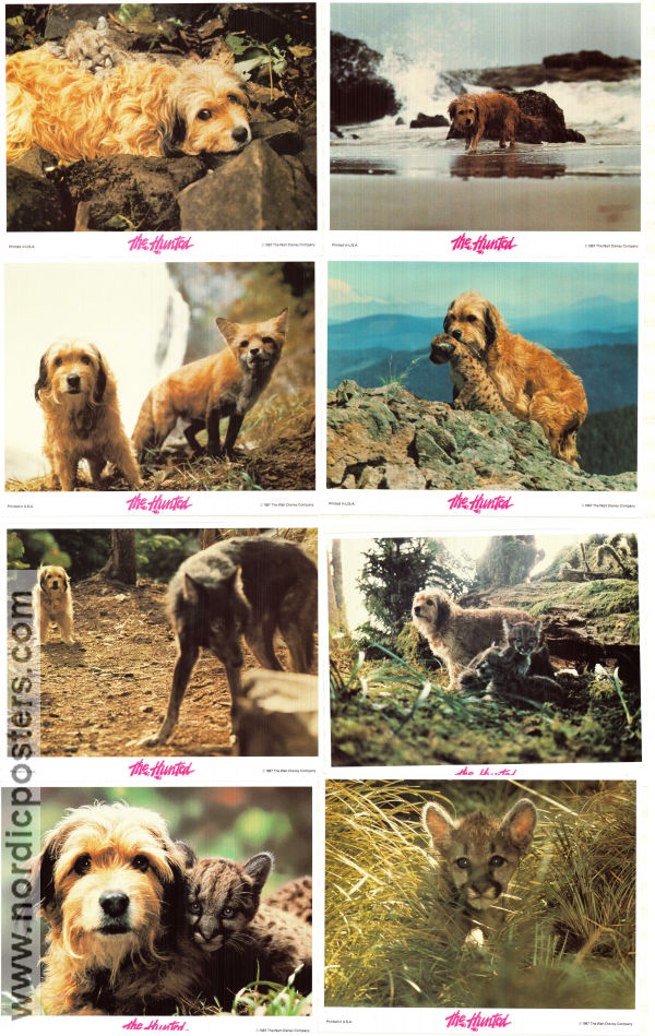 Benji the Hunted 1987 lobby card set Red Steagall Frank Inn Joe Camp Dogs Cats