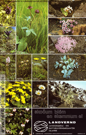 Landvernd Island blom 1982 poster Flowers and plants Poster from: Iceland