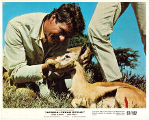 Africa: Texas Style 1967 lobby card set Hugh O´Brian John Mills Nigel Green Andrew Marton Find more: Africa