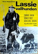 Lassie vallhunden 1950 movie poster Edmund Gwenn Lassie Dogs