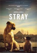 Stray 2020 movie poster Zeytin Elizabeth Lo Country: Turkey Documentaries Dogs